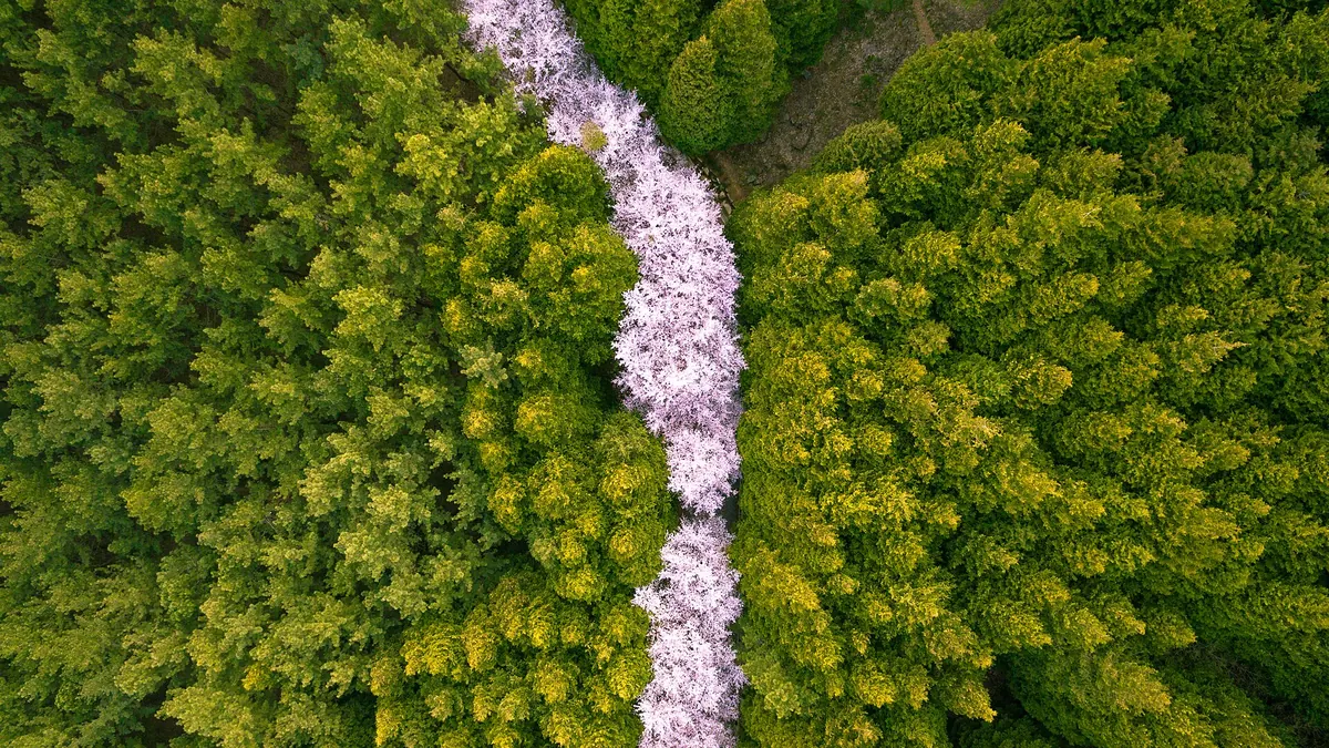 부산 황령산 벚꽃길 항공 사진